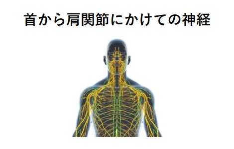 首から肩関節にかけての神経